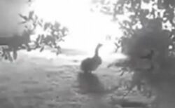 ペットのガチョウが異変に気付き、納屋の火災を飼い主に知らせる