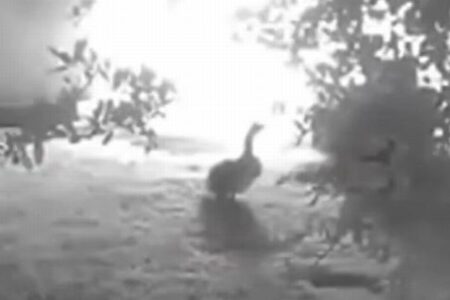 ペットのガチョウが異変に気付き、納屋の火災を飼い主に知らせる