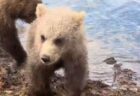 好奇心旺盛な子グマ、アラスカで写真家の靴をかじる【動画】