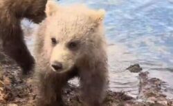 好奇心旺盛な子グマ、アラスカで写真家の靴をかじる【動画】