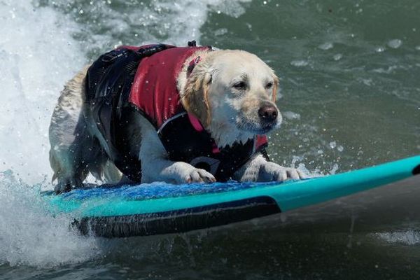 犬の世界サーフィン大会を開催、波乗りの技術を競う【動画】