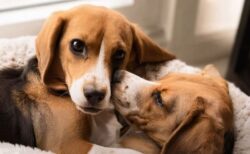 米企業、犬アレルギーの症状を引き起こしにくいビーグル犬を作り上げる