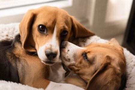 米企業、犬アレルギーの症状を引き起こしにくいビーグル犬を作り上げる