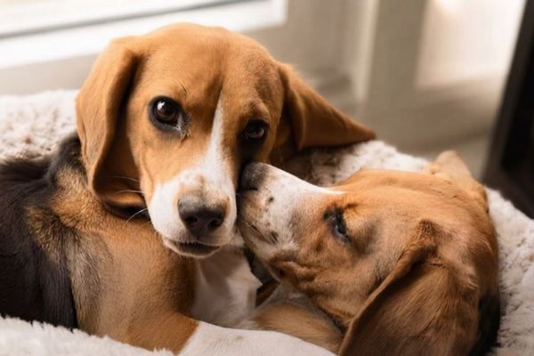 米企業、犬アレルギーの症状を引き起こしにくいビーグル犬を作り上げる