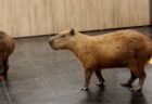 イギリスにある住宅で爆発、奇跡的に男性と犬が命を取り留める【動画】