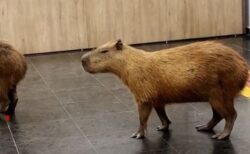 ブラジルの州議会にカピバラが出現、内部をのんびりと散歩【動画】