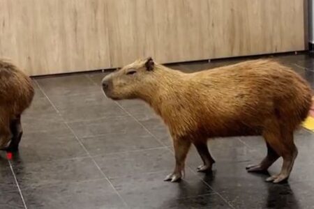 ブラジルの州議会にカピバラが出現、内部をのんびりと散歩【動画】