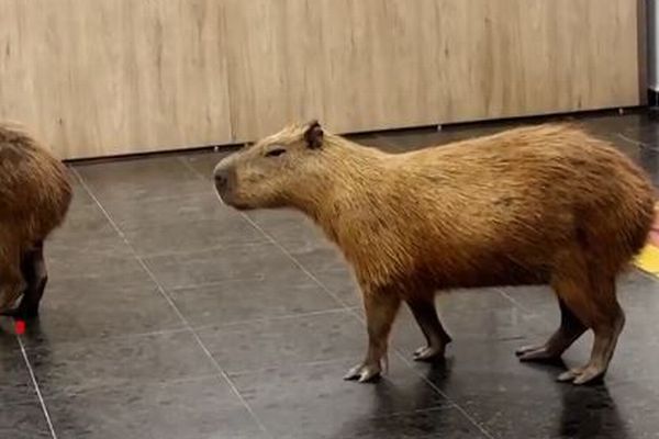 ブラジルの州議会にカピバラが出現、内部をのんびりと散歩【動画】