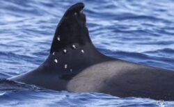 スペイン沖で船を攻撃してきたシャチ、体に空気銃で撃たれた痕跡