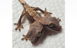 珍しい双頭のヤモリが、ペンシルベニア州で生まれる