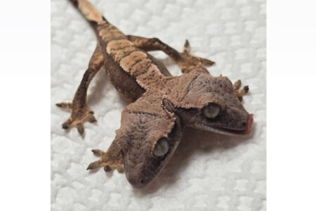 珍しい双頭のヤモリが、ペンシルベニア州で生まれる
