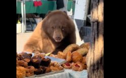 【動画】クマがファーマーズマーケットに乱入し、ビュッフェ状態で爆食