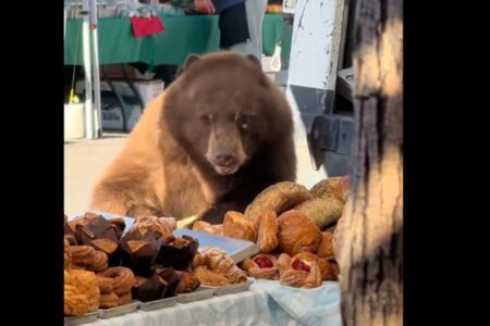 【動画】クマがファーマーズマーケットに乱入し、ビュッフェ状態で爆食