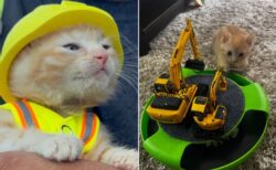 【動画】KOMATSUのショベルカーから救出され、そのまま就職した猫