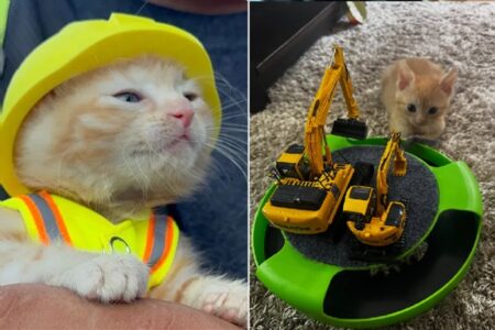 【動画】KOMATSUのショベルカーから救出され、そのまま就職した猫