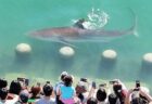 韓国の港に大きなサメが迷い込み、多くの観光客が訪れる【動画】
