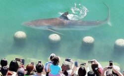 韓国の港に大きなサメが迷い込み、多くの観光客が訪れる【動画】