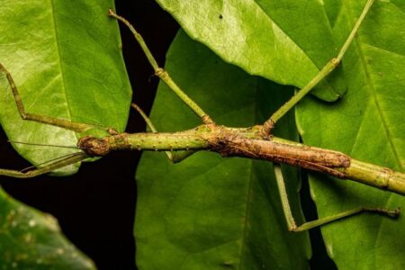 オーストラリアで研究者が、大型のナナフシの新種を2種も発見