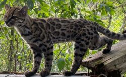ボリビアの森林に生息する野生のネコ、新種であることが判明