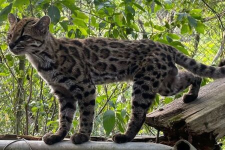 ボリビアの森林に生息する野生のネコ、新種であることが判明