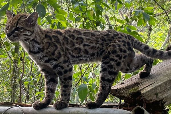ボリビアの森林に生息する野生のネコ、新種であることが判明