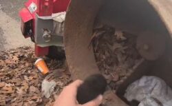 工業用シュレッダーの中から鳴き声、3匹の子猫を救出【動画】