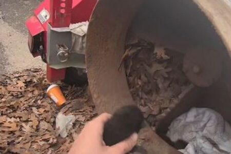 工業用シュレッダーの中から鳴き声、3匹の子猫を救出【動画】