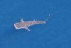 カリフォルニア沖で珍しいジンベイザメを目撃、その様子を撮影【動画】