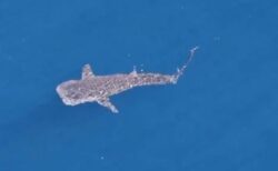 カリフォルニア沖で珍しいジンベイザメを目撃、その様子を撮影【動画】