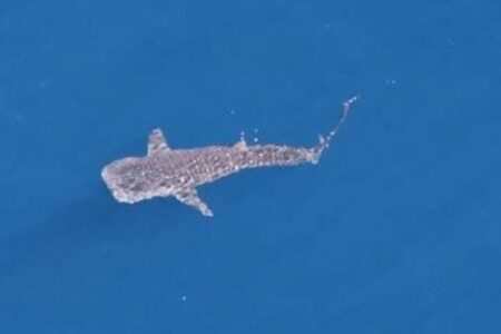 カリフォルニア沖で珍しいジンベイザメを目撃、その様子を撮影【動画】