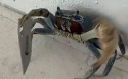 ナイフを持ったカニを発見、フロリダ州の男性も驚く【動画】