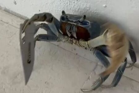 ナイフを持ったカニを発見、フロリダ州の男性も驚く【動画】