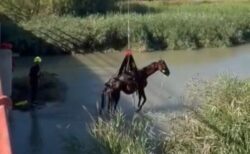 スペインの池で馬が身動きとれず、ヘリで吊り上げて救出
