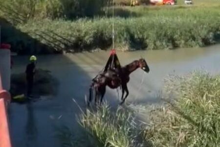 スペインの池で馬が身動きとれず、ヘリで吊り上げて救出