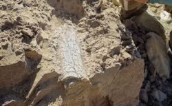 カリフォルニア州で、「雷獣」と思われる古代哺乳類の化石を発見