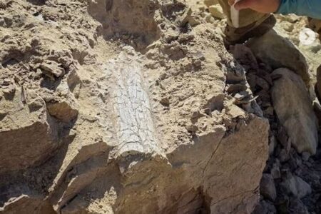 カリフォルニア州で、「雷獣」と思われる古代哺乳類の化石を発見