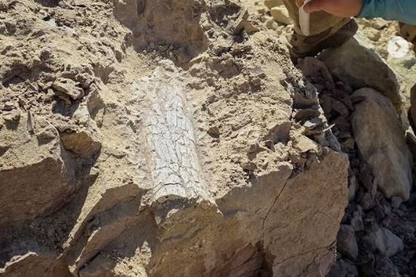 カリフォルニア州で、「雷獣」と思われる古代哺乳類の化石を発見
