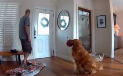 家を守るはずのワンコ、侵入者と遊ぼうとしてしまう【動画】