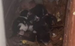 建物の隙間にいた多数の子猫を保護、母親とも再会させる【動画】