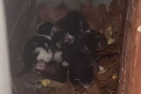 建物の隙間にいた多数の子猫を保護、母親とも再会させる【動画】
