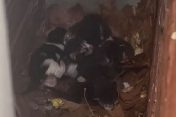 建物の隙間にいた多数の子猫を保護、母親とも再会させる【動画】