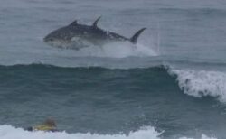 サーファーのそばでクロマグロがジャンプ、海面から巨体を曝す【動画】