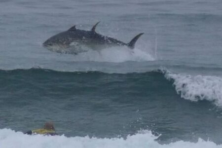 サーファーのそばでクロマグロがジャンプ、海面から巨体を曝す【動画】