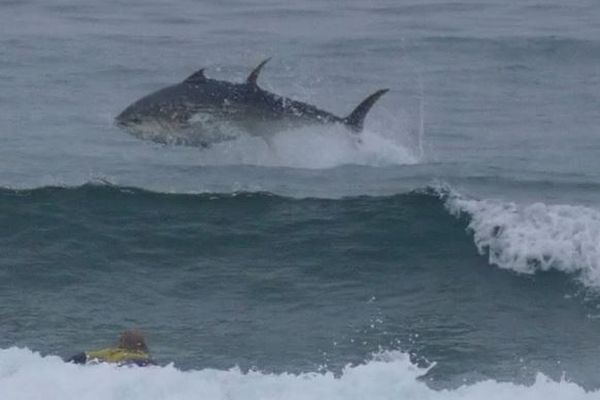 サーファーのそばでクロマグロがジャンプ、海面から巨体を曝す【動画】