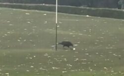 これはバーディーになる？カラスがゴルフのボールをつついて、カップに入れる【動画】