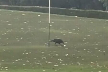 これはバーディーになる？カラスがゴルフのボールをつついて、カップに入れる【動画】