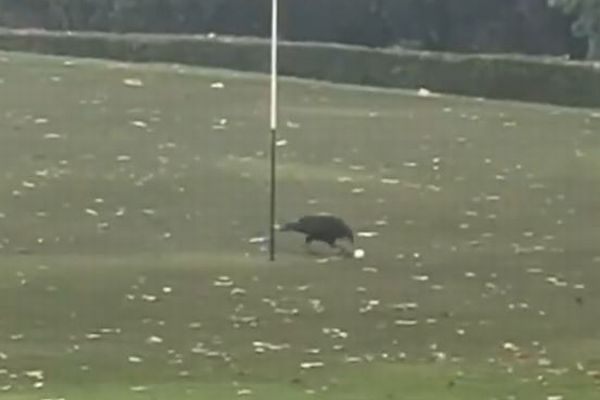 これはバーディーになる?カラスがゴルフのボールをつついて、カップに入れる【動画】