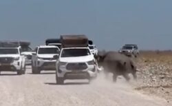 荒れ狂うサイ、アフリカで観光客が乗った車を執拗に攻撃【動画】