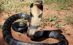 コブラの猛毒を無力化する抗体を開発、マウスで高い防御効果を確認