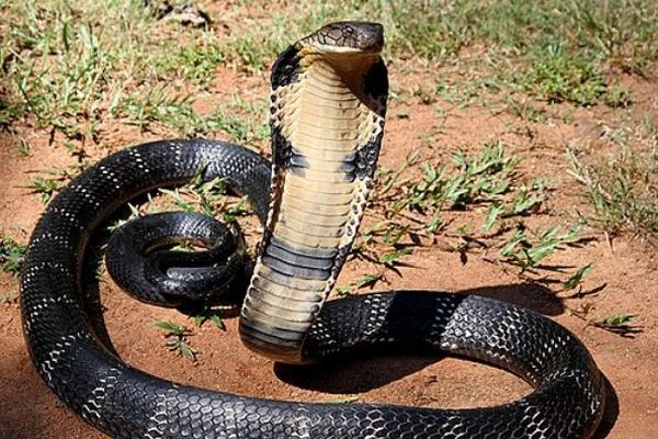 コブラの猛毒を無力化する抗体を開発、マウスで高い防御効果を確認